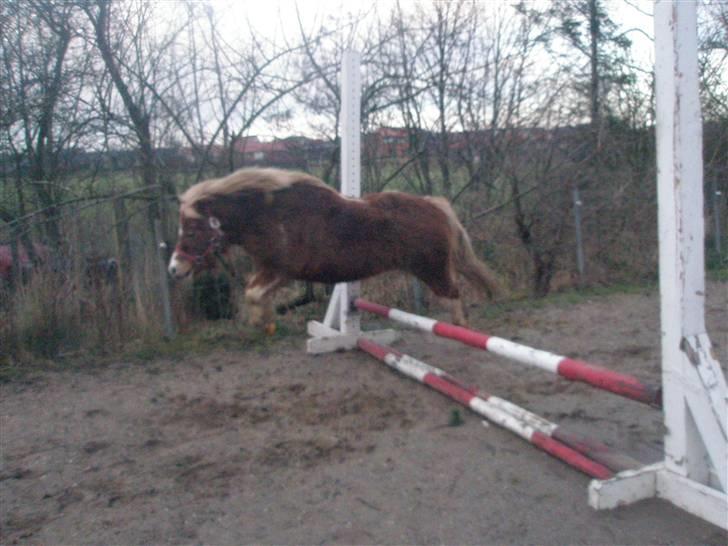 Shetlænder Prins billede 6