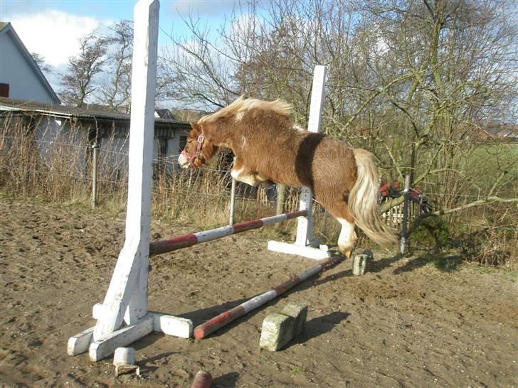 Shetlænder Prins billede 9