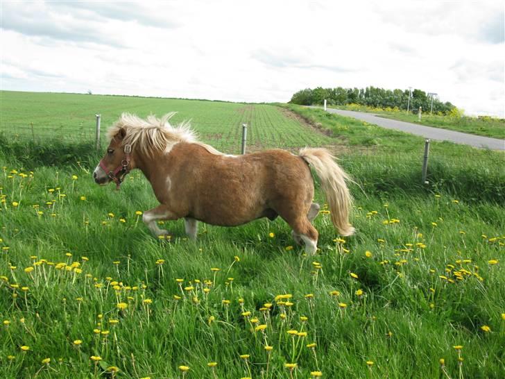 Shetlænder Prins billede 7