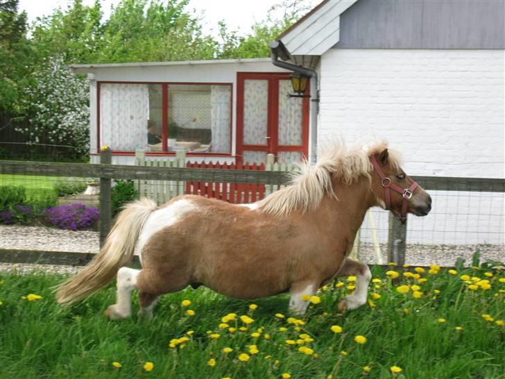 Shetlænder Prins billede 10