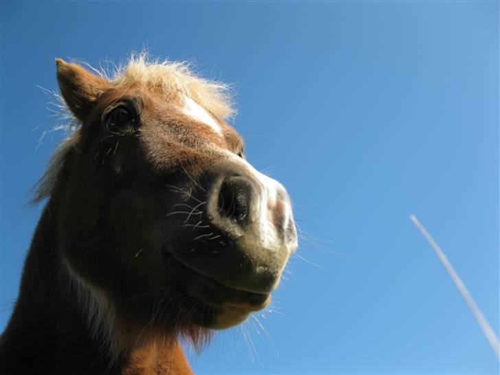 Shetlænder Prins billede 15