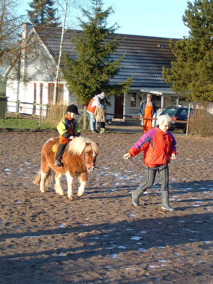 Shetlænder Prins - Lille bror rider på prins billede 18