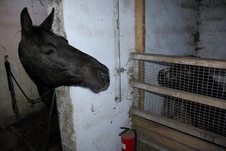 Oldenborg † Cavalcanti (Pony) - Pony hilser på pony :) billede 14