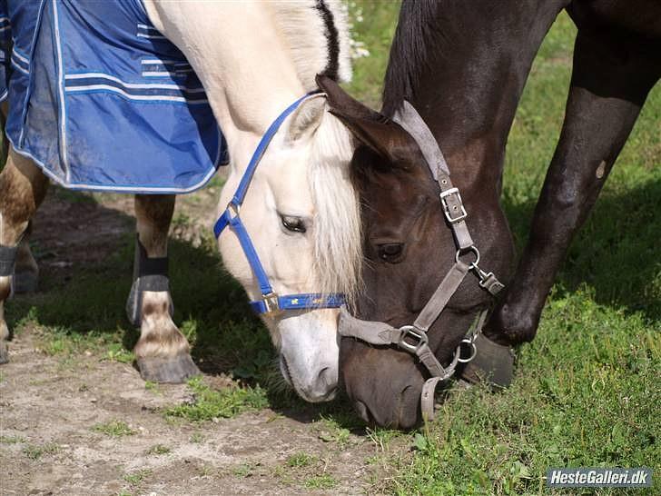 Oldenborg † Cavalcanti (Pony) - Pony og Unik billede 4