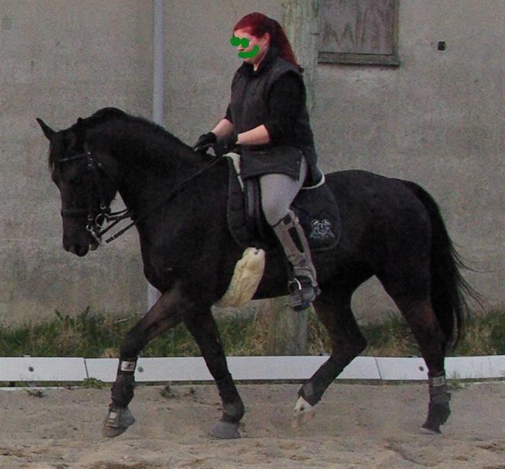 Oldenborg † Cavalcanti (Pony) - Første gang med kandar - inden vi lagde vores træning om billede 7