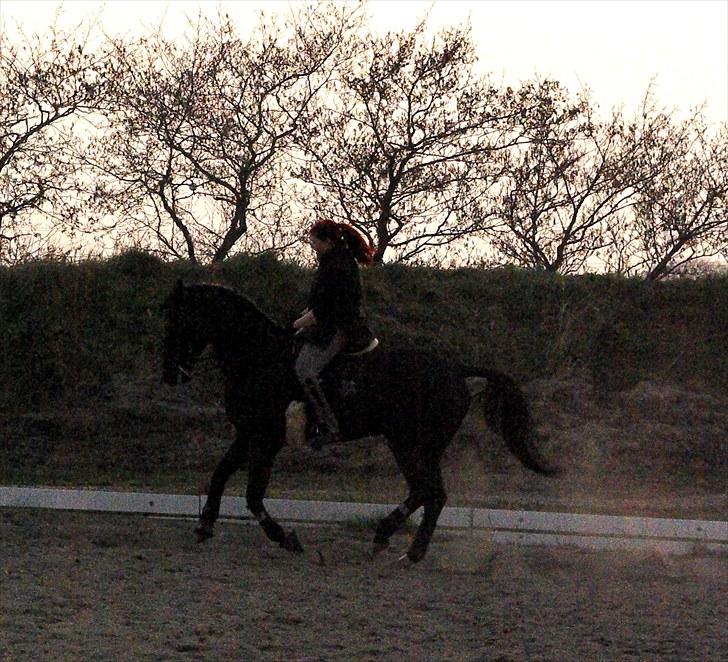 Oldenborg † Cavalcanti (Pony) - Første gang med kandar - inden vi lagde vores træning om billede 19