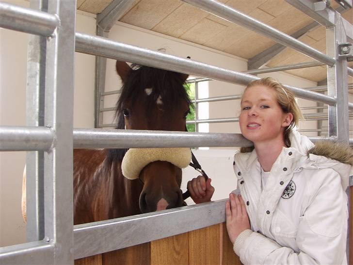 Welsh Cob (sec D) Queens SOLGT :'(  billede 1