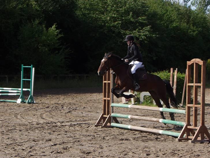 Welsh Cob (sec D) Queens SOLGT :'(  billede 2