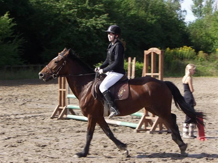 Welsh Cob (sec D) Queens SOLGT :'(  billede 3