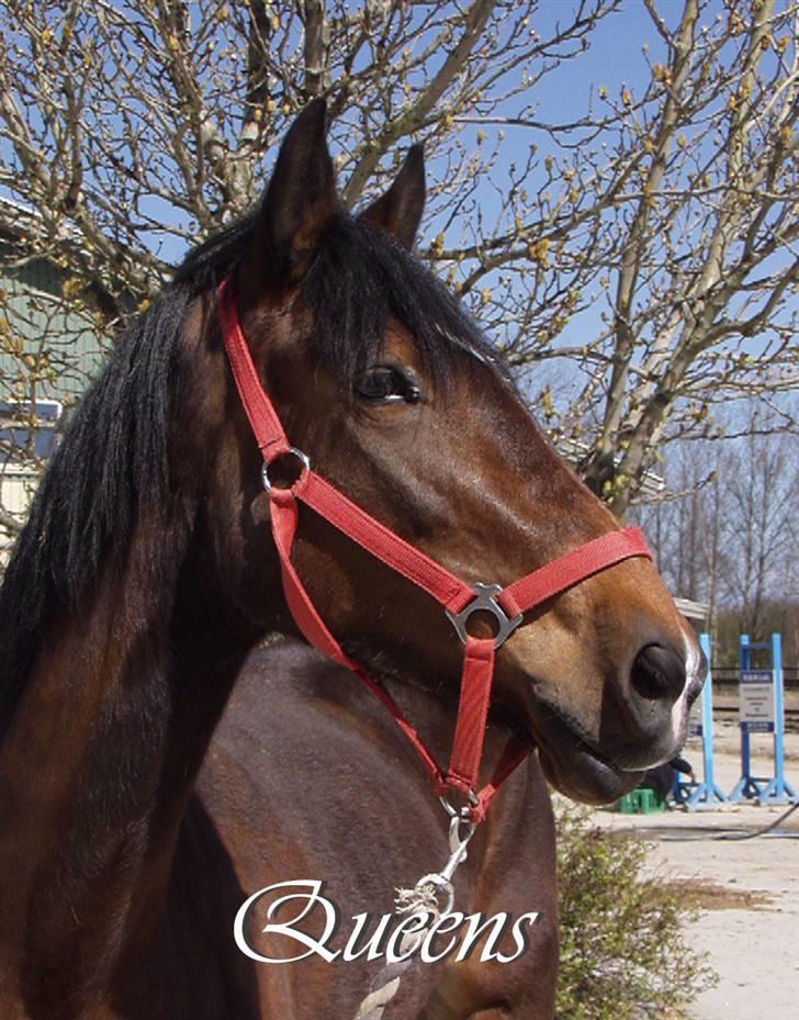 Welsh Cob (sec D) Queens SOLGT :'(  billede 4