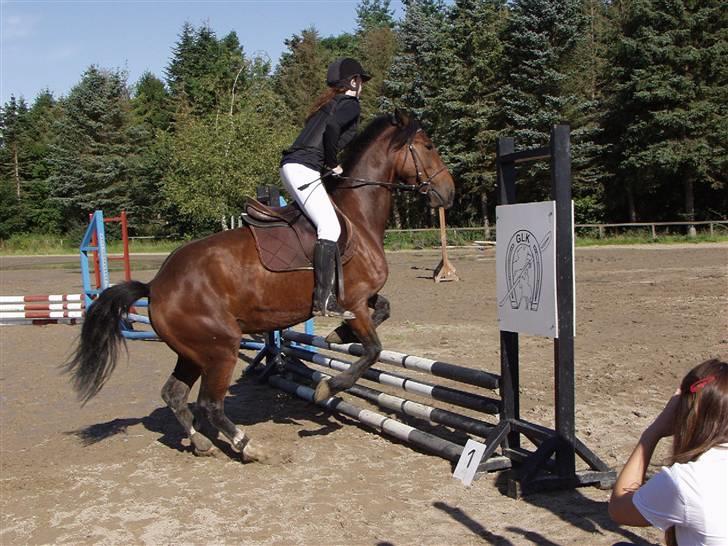 Welsh Cob (sec D) Queens SOLGT :'(  billede 5