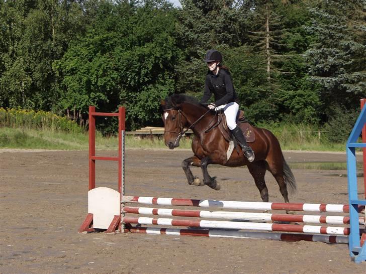 Welsh Cob (sec D) Queens SOLGT :'(  billede 6