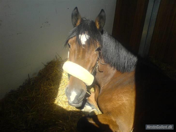 Welsh Cob (sec D) Queens SOLGT :'(  billede 7