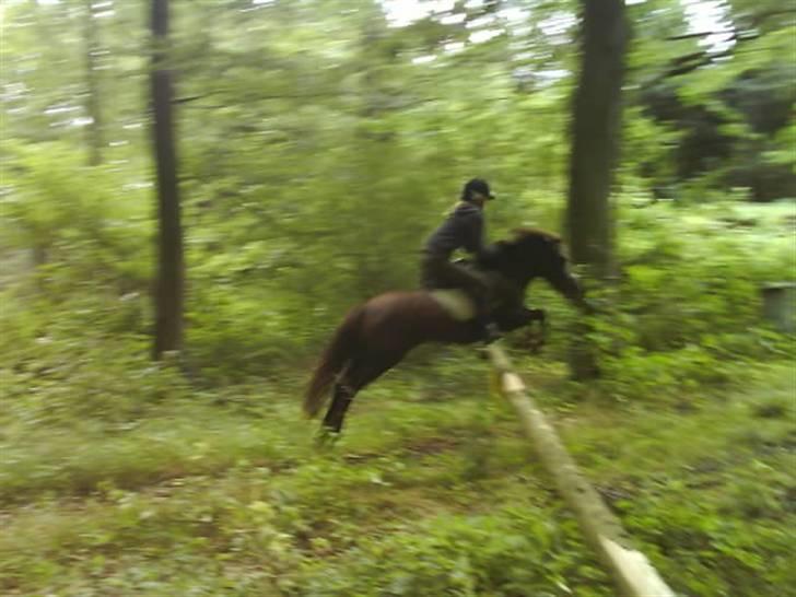 Anden særlig race Basse *SOLGT :'( * billede 11