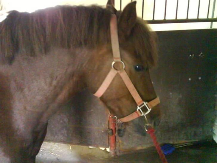 Anden særlig race Basse *SOLGT :'( * billede 12