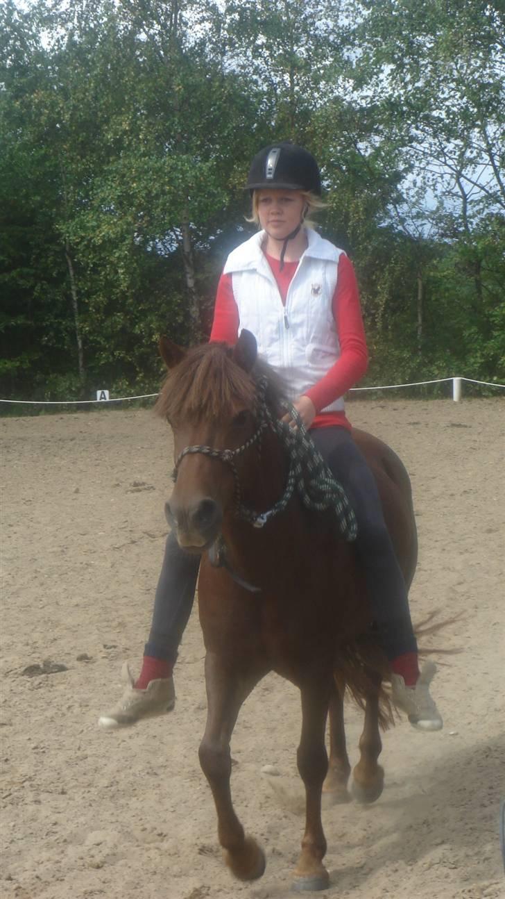 Anden særlig race Basse *SOLGT :'( * billede 16