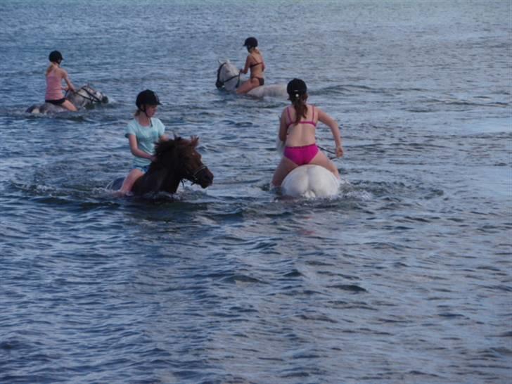 Anden særlig race Basse *SOLGT :'( * billede 18