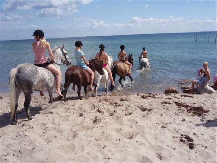 Anden særlig race Basse *SOLGT :'( * billede 20