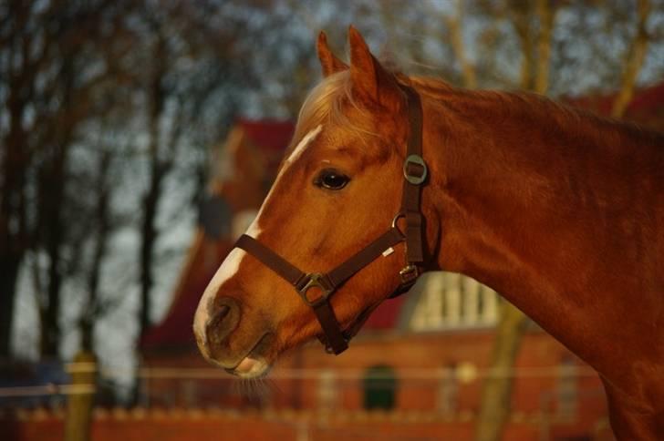 Palomino Lykkesholm's Smeagel billede 10