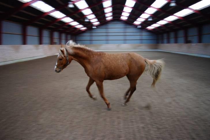 Palomino Lykkesholm's Smeagel billede 11