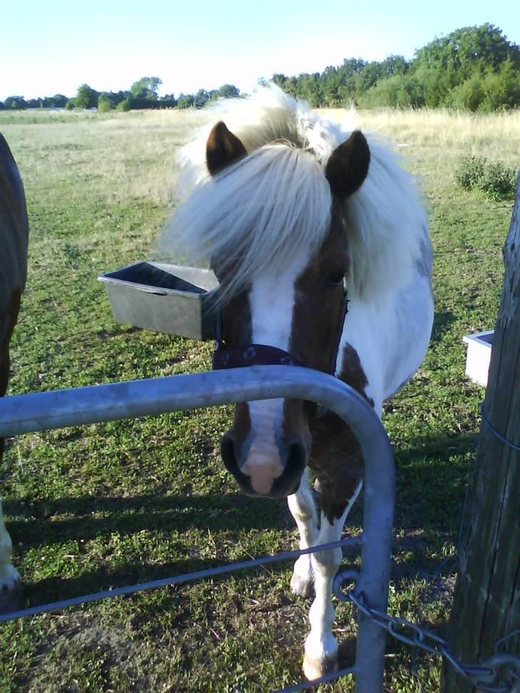 Shetlænder *Solsikke R.I.P* - det er om sommeren foto:mig billede 3