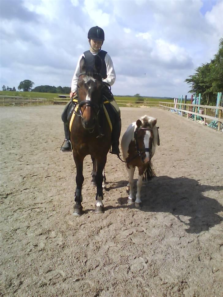 Shetlænder *Solsikke R.I.P* - her er hun sammen med star foto amanda billede 4