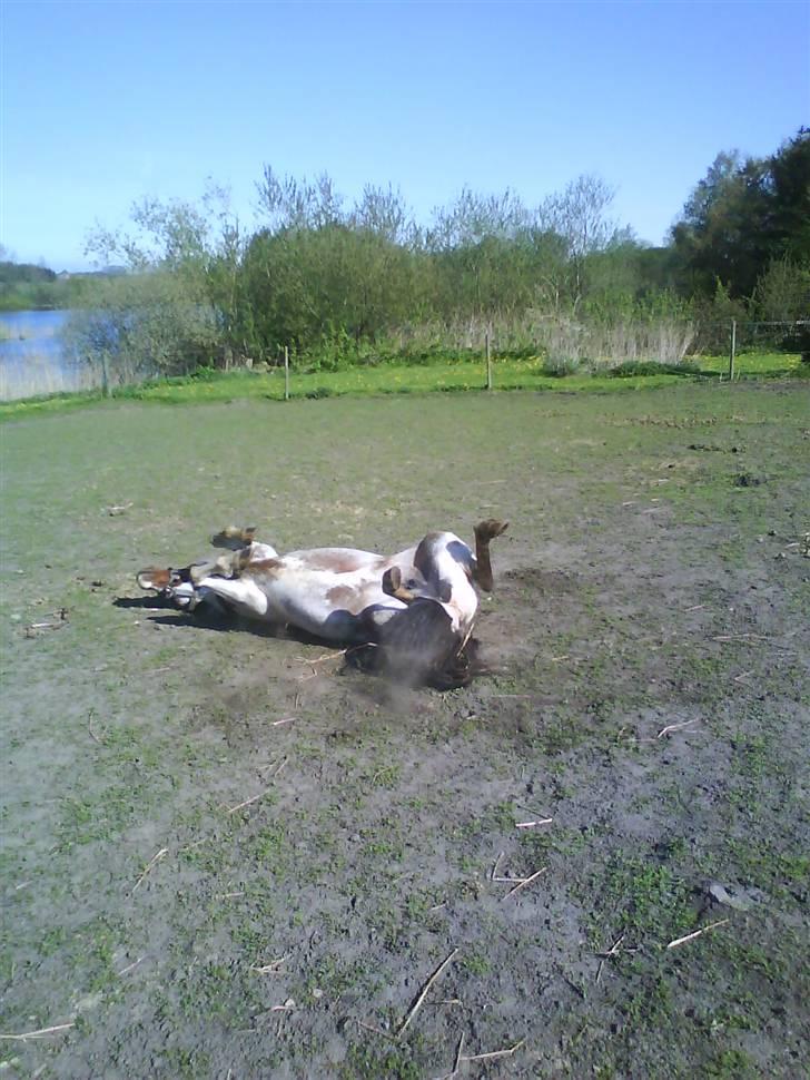 Shetlænder *Solsikke R.I.P* - her ruller den lille shetter sig. foto: mig billede 5