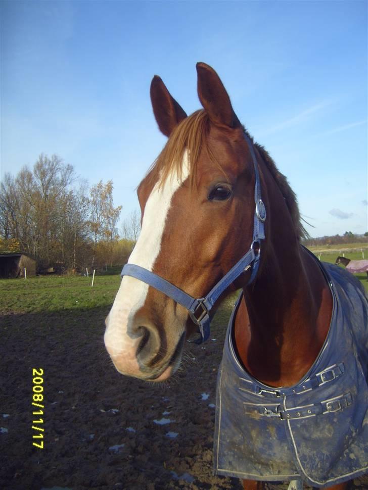 Anden særlig race Webley Brentedal Solgt billede 7