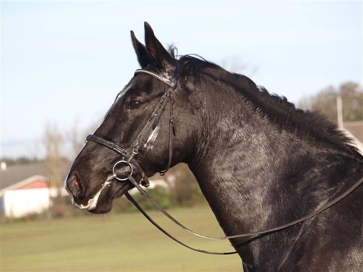 Oldenborg Eloise (solgt) billede 6