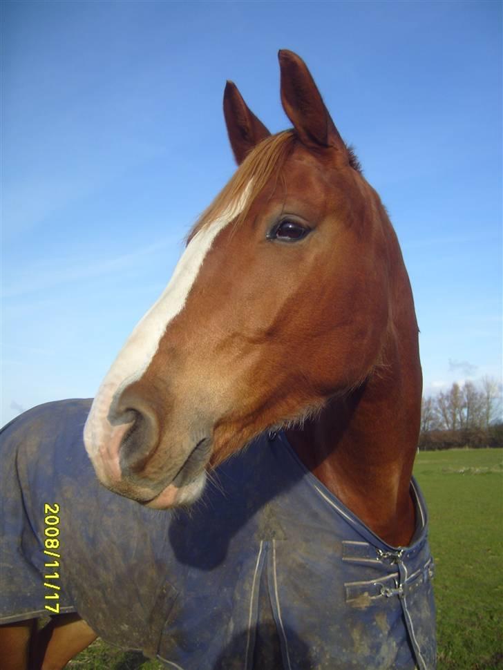 Anden særlig race Webley Brentedal Solgt billede 8