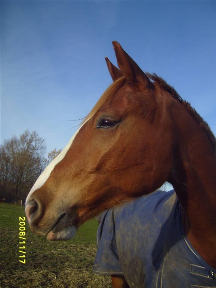 Anden særlig race Webley Brentedal Solgt billede 9