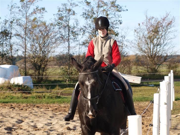 Oldenborg Eloise (solgt) billede 8