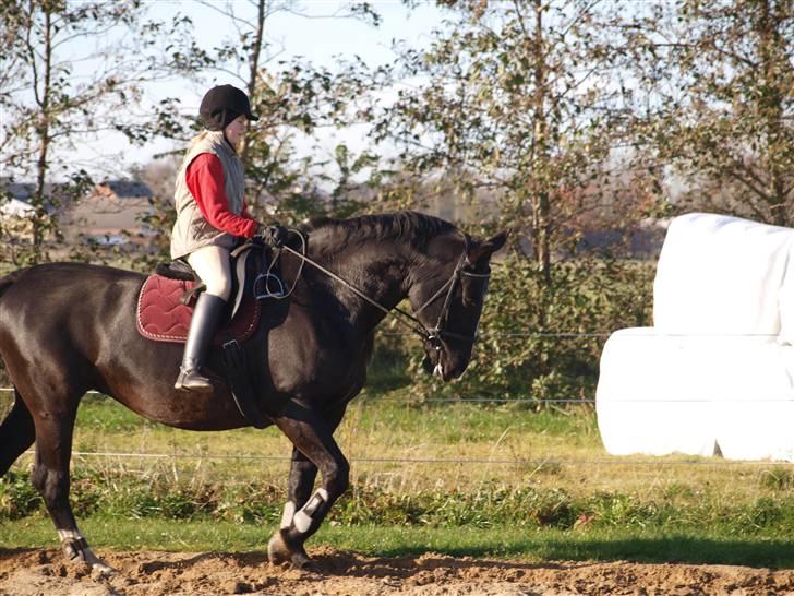 Oldenborg Eloise (solgt) billede 9