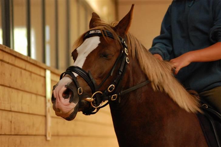 DSP Skovlyst´s Nikita <3 - Smukke kitty<33333333333 billede 2