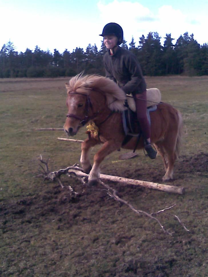 Shetlænder | viola - 14#  Annie og viola i et flot spring (L) billede 14