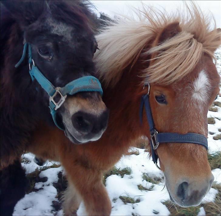 Shetlænder | viola - 16#  Viola og flora, hendes bedste ven (L) billede 16
