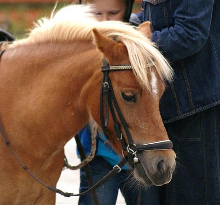 Shetlænder | viola - 19#  Savner diig så meget skatter <33 Foto: Melanie Brauckhoff <3 billede 19