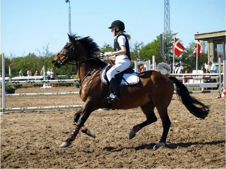 Anden særlig race Morris - Fuld fart i LA :P Fotograf: Esholm-foto billede 16