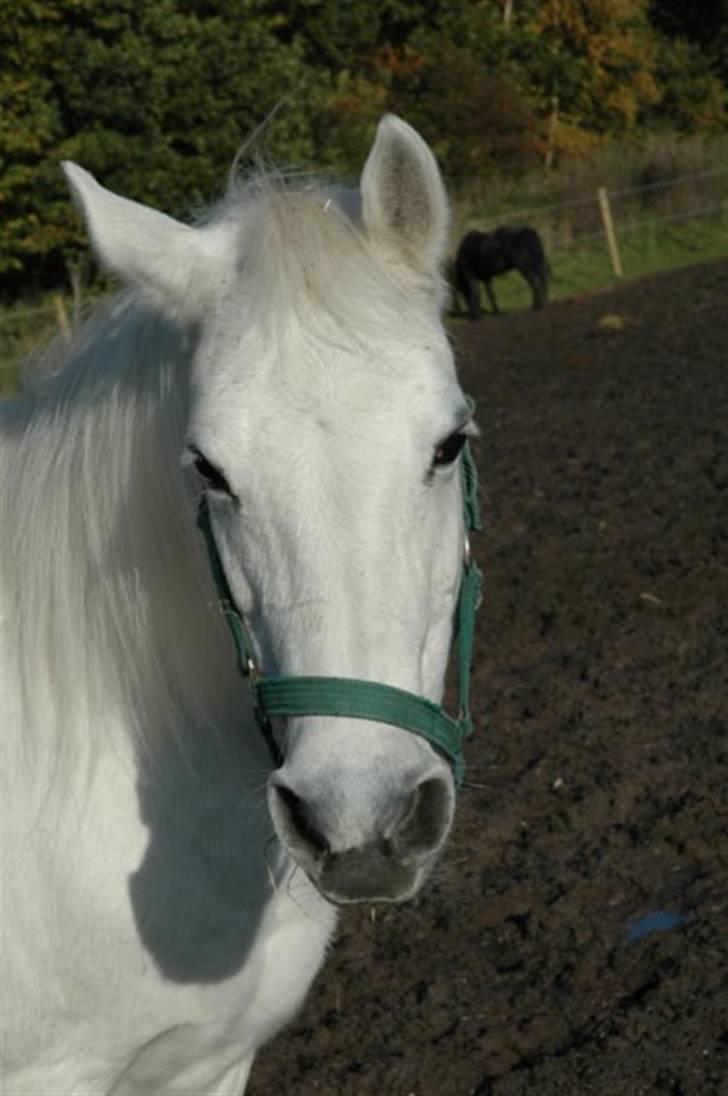 Anden særlig race »Olivia†RIP†MinDrøm*: ‹3 - 14. Når vi en dag ses igen er jeg i himlen ! ;´I <3 foto: MCL<3 De dejligeste øjne! Så bløde, glade og mørke /; <33 billede 14