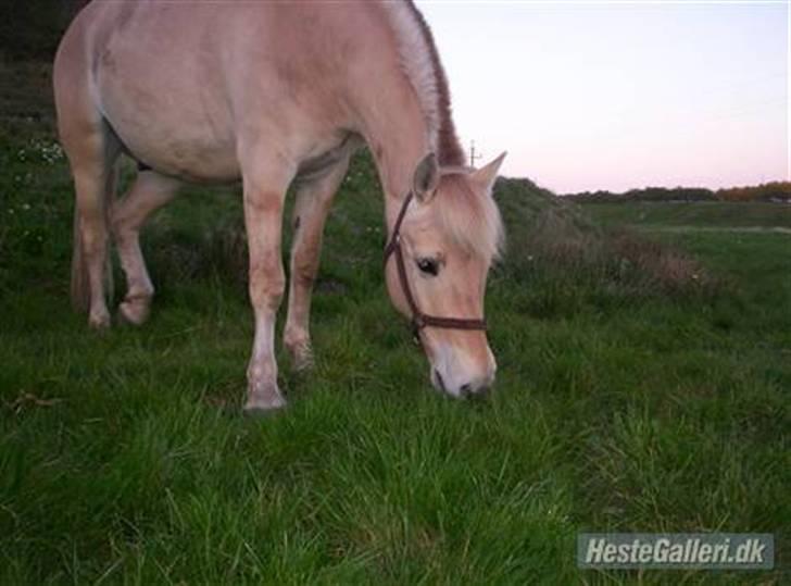 Anden særlig race Raz * SOLGT/TILBAGESENDT* - Hos tidliger ejer billede 4