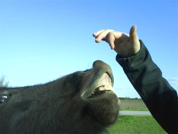 Islænder Ari fra Maag - det tog ikke ret lang tid at lære ham det, men næsten hver gang han ser mig gør han det :D billede 15