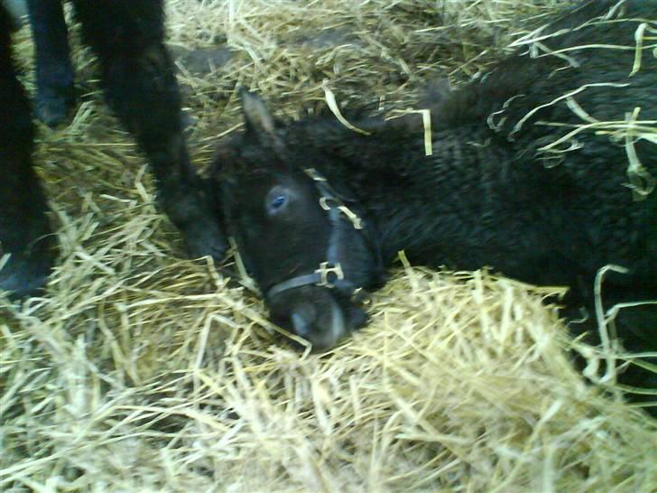 Islænder Ari fra Maag - godnat. stå helt stille baldur og pas du ikke trænder på ari billede 16