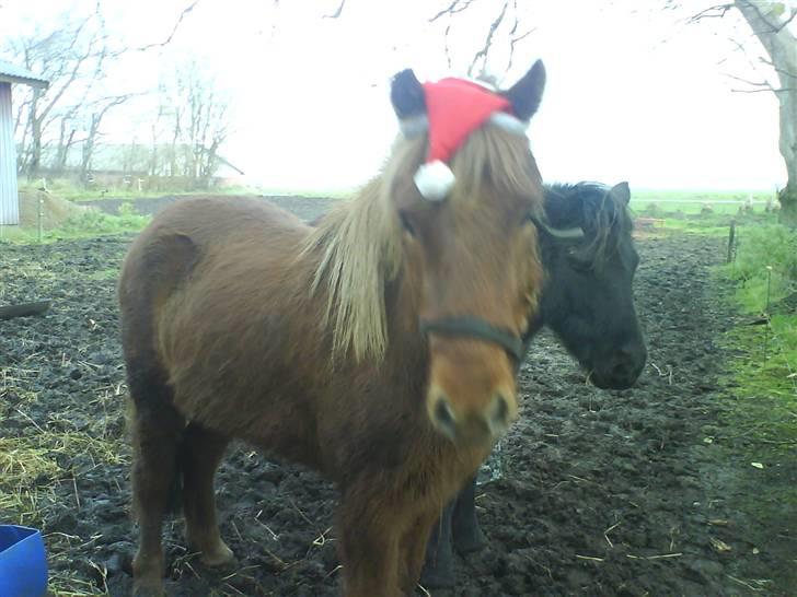 Islænder Jarl-Peter fra nørmark billede 14