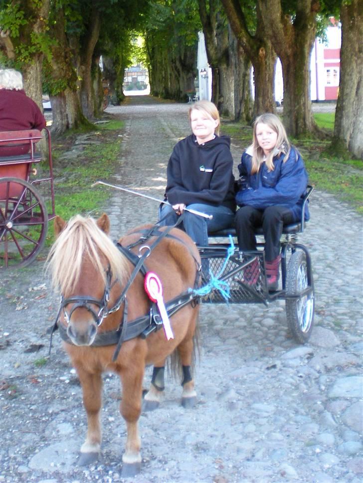 Shetlænder Felix *RIP* - Flixen vandt til forhindringskørsel på Wiffertsholm billede 14