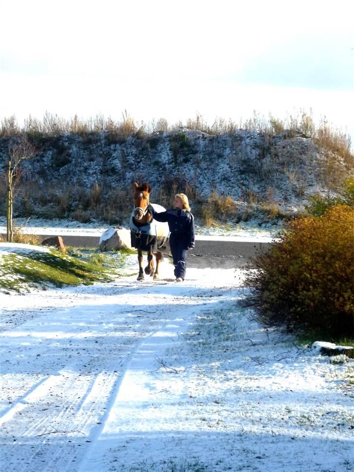 New Forest Baroc SOLGT! :(  - vinter 08. første sne! billede 12