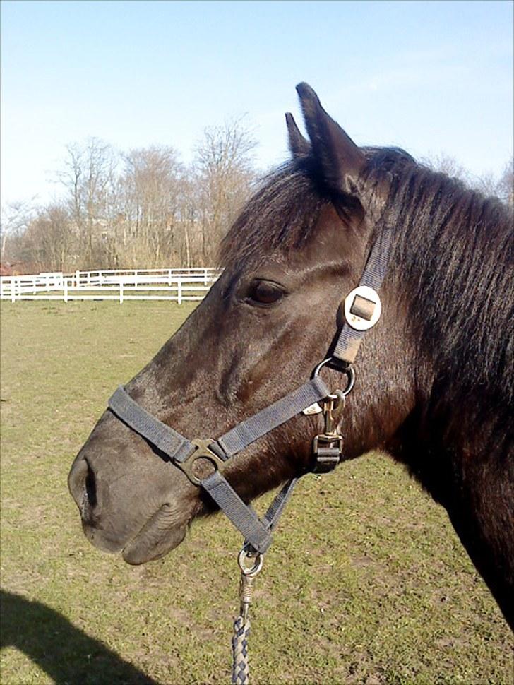 Anden særlig race Alexander<3 - [Foto - Sarah] billede 16