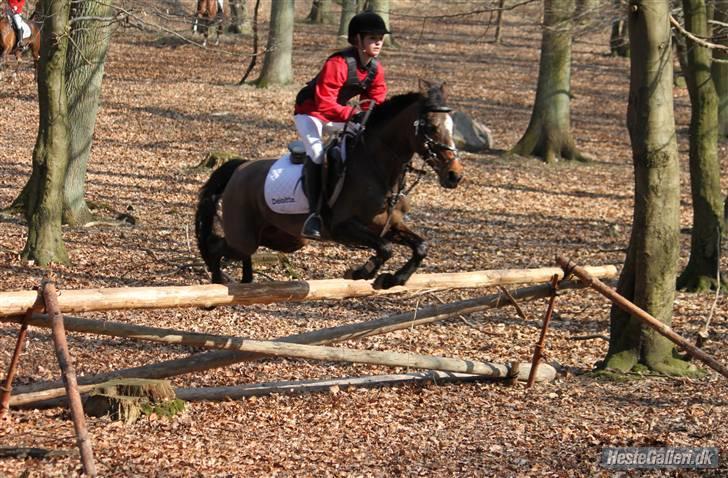 Anden særlig race Emma Embrace *HIMMELHEST* <3 - Begynderjagt - Foto: Christine Kjærgaard billede 12