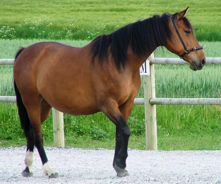 Anden særlig race Athene - En "lettere" buttet Athene billede 2