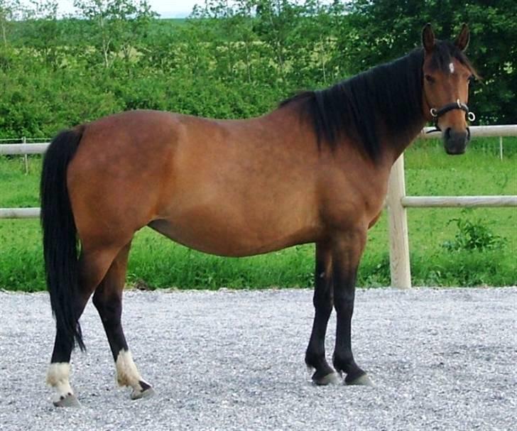 Anden særlig race Athene billede 3