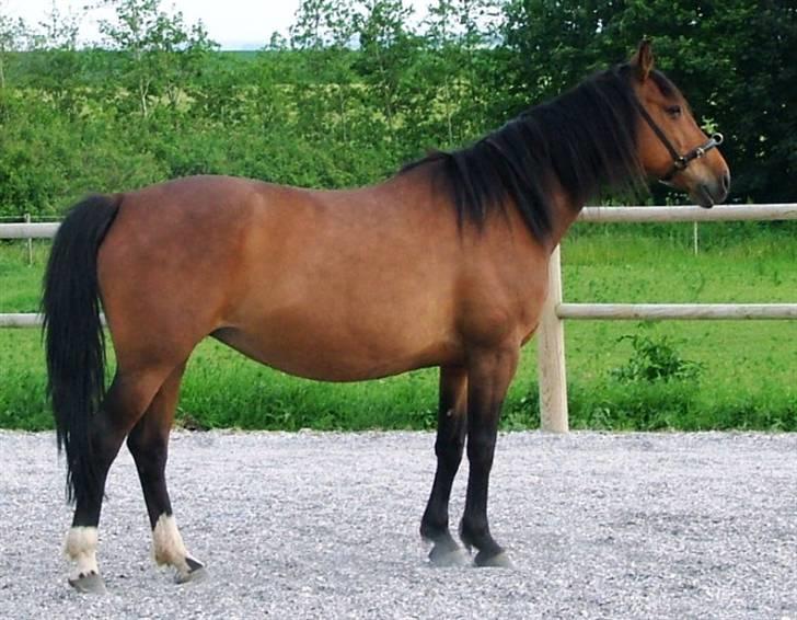 Anden særlig race Athene billede 4